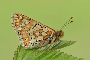 Fritillary: Marsh Fritillary (Euphydryas aurinia)