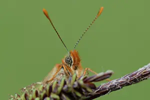 Fritillary: Marsh Fritillary (Euphydryas aurinia)
