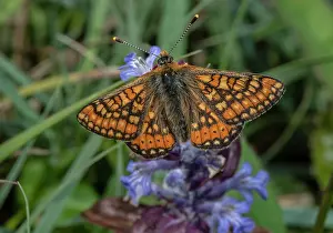 Bugle: Marsh Fritillary, Eurodryas aurinia, in damp gra