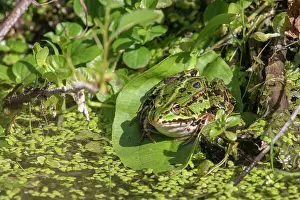 Staelduinse: Marsh Frog