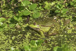 Staelduinse: Marsh Frog
