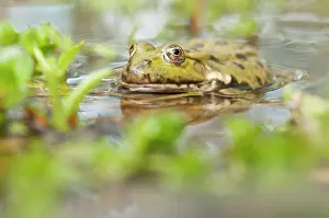 Ridibundus: Marsh Frog