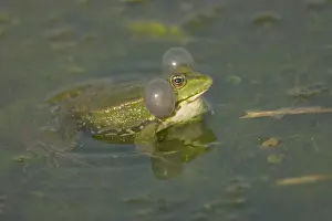 Bladder: Marsh Frog