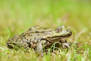 Ridibundus: Marsh Frog