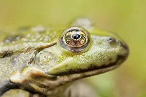 Ridibundus: Marsh Frog