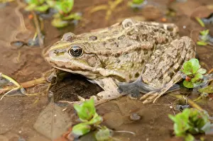 Ridibundus: Marsh Frog