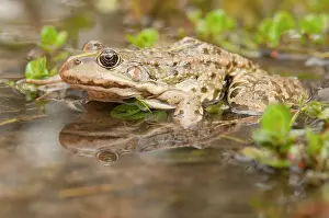 Ridibundus: Marsh Frog