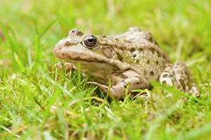 Ridibundus: Marsh Frog