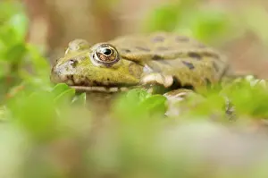 Ridibundus: Marsh Frog