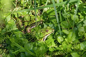 Ridibundus: Marsh Frog