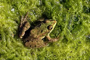 Ridibunda: Marsh Frog - basks in the sun