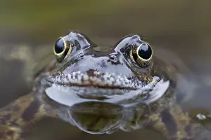Rana: Marsh Frog, Common Frog - adult frog in water - Sweden
