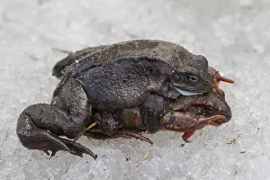 Temporaria: Marsh Frog, Common Frog - pair on its breeding