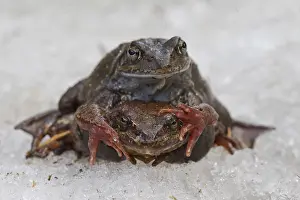 Temporaria: Marsh Frog, Common Frog - pair on its breeding