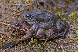 Temporaria: Marsh Frog, Common Frog - pair on its breeding