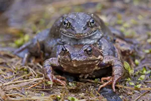 Rana: Marsh Frog, Common Frog - pair on its breeding