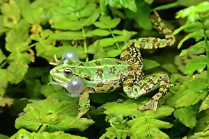 Sacs: Marsh Frog - croaking male defending it's territory