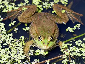Ridibunda: Marsh Frog - Europe