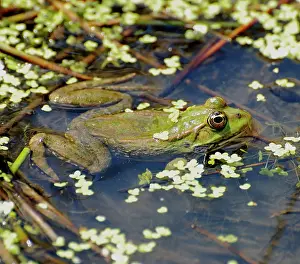 Ridibunda: Marsh Frog - Europe