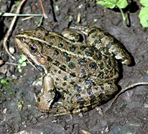 Ridibunda: Marsh frog, Europe - introduced to England