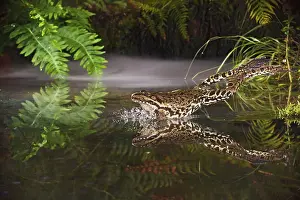Ridibunda: Marsh Frog - jumping into misty pond