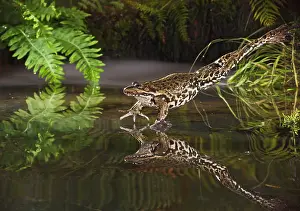 Ridibunda: Marsh Frog - jumping into misty pond