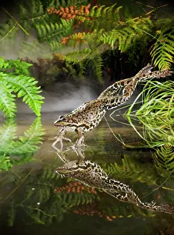 Ridibunda: Marsh Frog - jumping into misty pond
