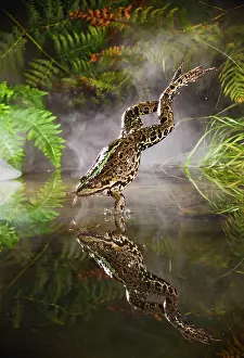 Ridibunda: Marsh Frog - jumping into misty pond