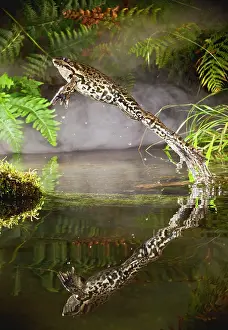 Ridibunda: Marsh Frog - jumping from misty pond