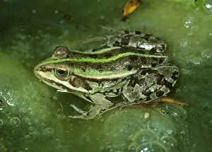 Ridibunda: Marsh FROG - In lake