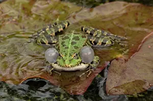 Ridibundus: Marsh frog, Pelophylax ridibundus, calling in breeding
