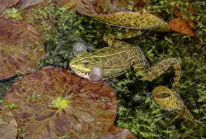 Free: Marsh frog, Pelophylax ridibundus, calling in breeding