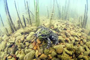 Ridibundus: Marsh Frog (Pelophylax ridibundus) adult, siting