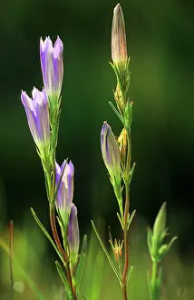 Gentiana: Marsh Gentian