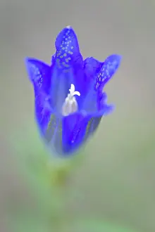 Gentiana: Marsh Gentian