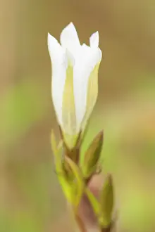 Esdorp: Marsh Gentian