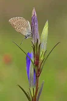 Gentiana: Marsh Gentian