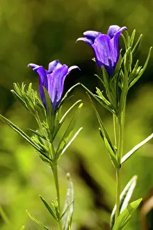 Gentiana: Marsh Gentian - An autumn-flowering species. Uncommon in UK