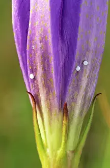 Gentiana: Marsh Gentian with eggs of Alcon Blue Butterfly