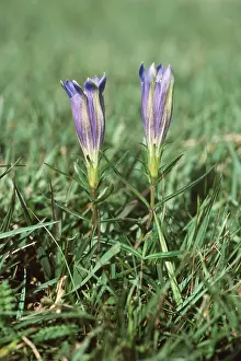 Gentian: MARSH GENTIAN - flower close-up