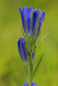 Acid: Marsh Gentian, Gentiana pneumonanthe, in flower