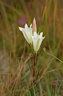 Gentiana: Marsh Gentian White form Studland, Dorset, UK