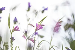 Focus: Marsh Gladiolus (Gladiolus palustris) flowers on