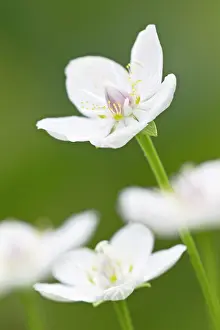 Saxifrage: Marsh Grass-of-Parnassus