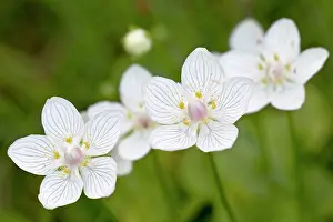 Saxifrage: Marsh Grass-of-Parnassus