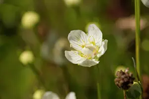 Parnassus: Marsh Grass-of-Parnassus