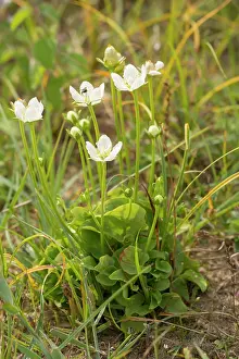 Parnassus: Marsh Grass-of-Parnassus