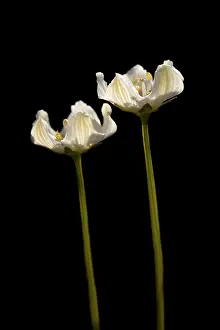 Palustris: Marsh Grass-of-Parnassus