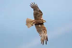 Harrier: Marsh Harrier - adult female in flight - Germany