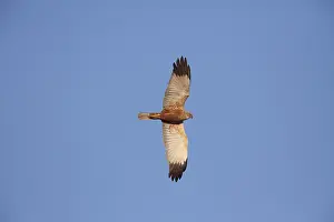 Harrier: Marsh Harrier - adult male in flight - Germany